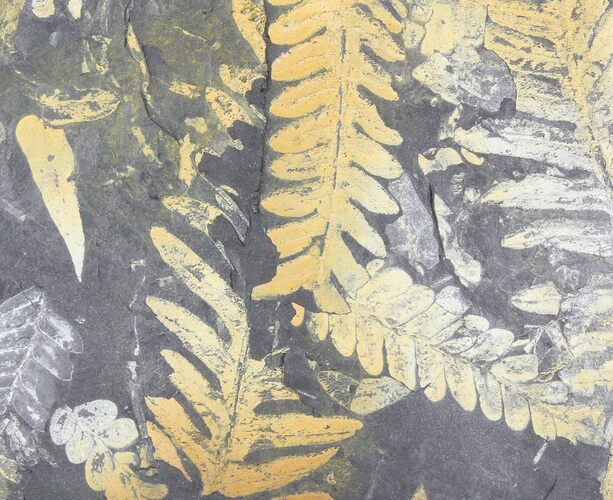 Wide Fossil Seed Fern Plate - Pennsylvania #79689